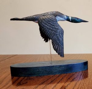 Common Loon in Flight - National Loon Center