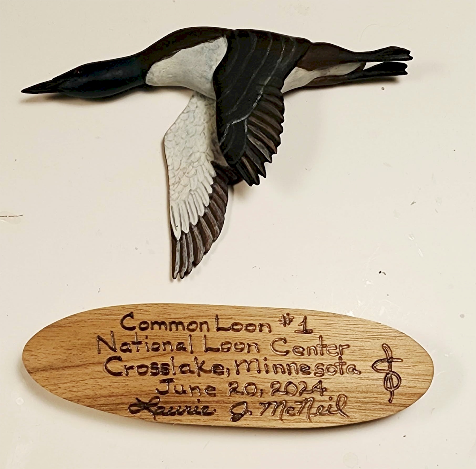 Common Loon in Flight - National Loon Center - Image 3